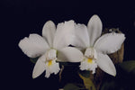 Load image into Gallery viewer, Cattleya violacea f. alba
