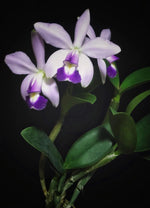 Carica l&#39;immagine nel visualizzatore Galleria, Cattleya violacea f. coerulea

