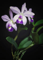 Cattleya violacea f. coerulea