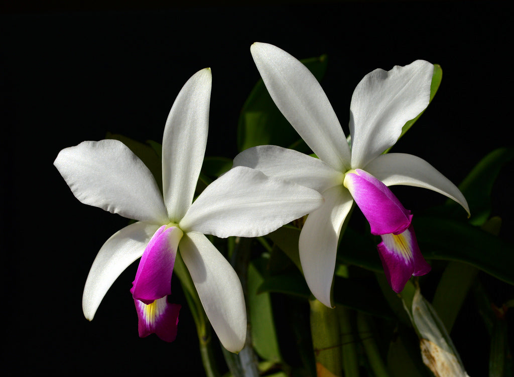 Cattleya violacea v. semi-alba