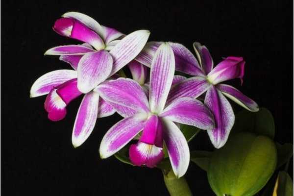 Cattleya violacea f. semialba flamea