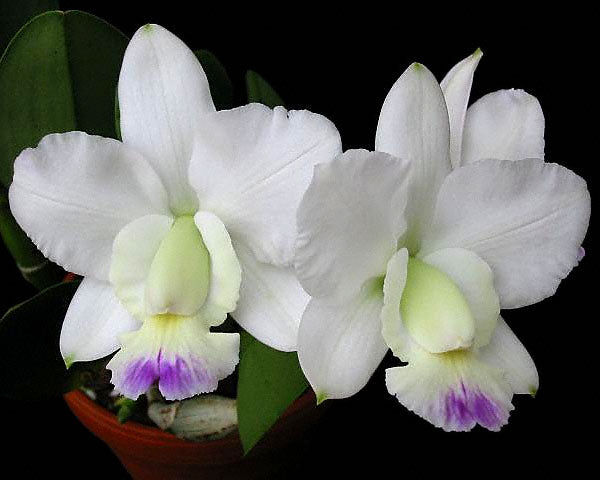 Cattleya walkeriana var. semi alba 'Kenny'