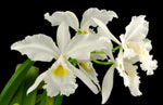 Carica l'immagine nel visualizzatore Galleria, Cattleya warscewiczii var. alba 'Snow Caesar'