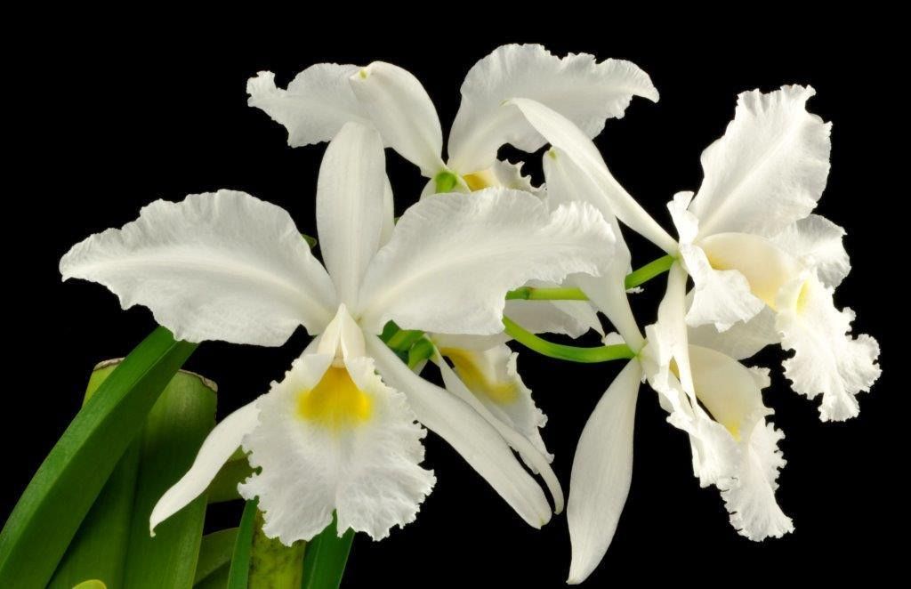 Cattleya warscewiczii var. alba 'Snow Caesar'