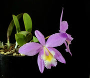 White Island Cattleya (C. walkeriana x Laelia jongheana)