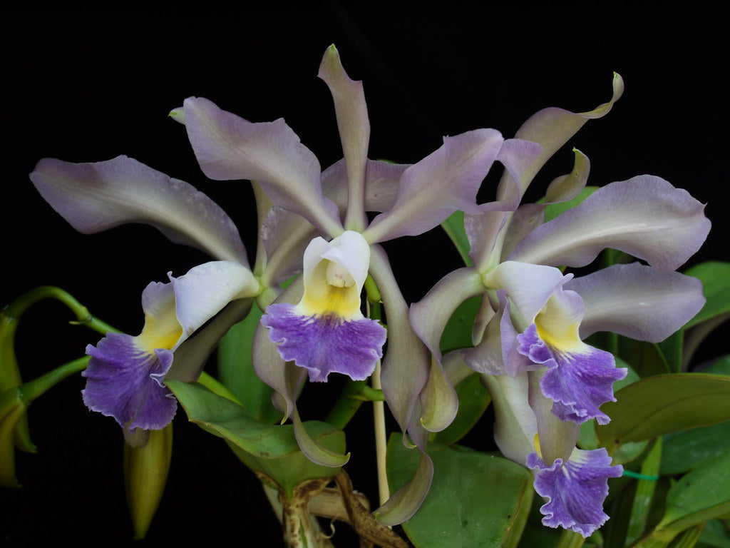 ［洋蘭原種］C.schilleriana var. coerulea Cattleya Whitei var. coerulea (C. schilleriana х C. warneri