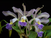 Cattleya Whitei var. coerulea (C. schilleriana х C. warneri)