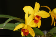 Cattleya Yellow Doll (Cattleya luteola × Cattleya Psyche)