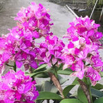 Load image into Gallery viewer, Cattleya Yuan Dung Sweet &#39;Dragon Fruit&#39;
