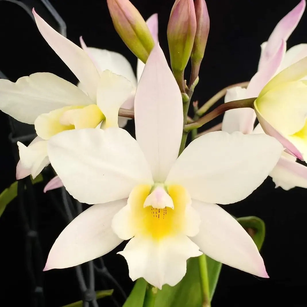 Cattleya (Iwanagara) Apple Blossom