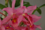 Carica l&#39;immagine nel visualizzatore Galleria, Cattleya x guatemalensis (C. skinneri x C. aurantiaca)
