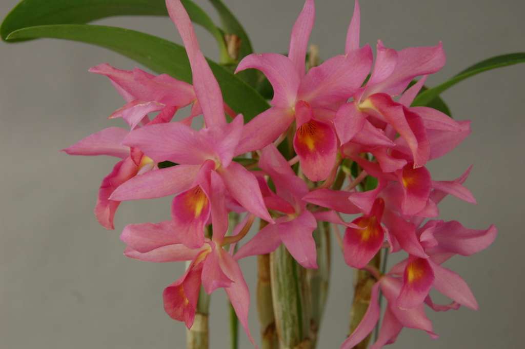 Cattleya x guatemalensis (C. skinneri x C. aurantiaca)