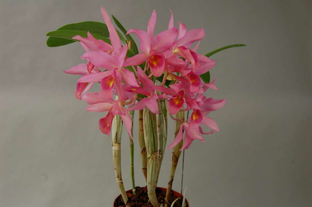 Cattleya x guatemalensis (C. skinneri x C. aurantiaca)