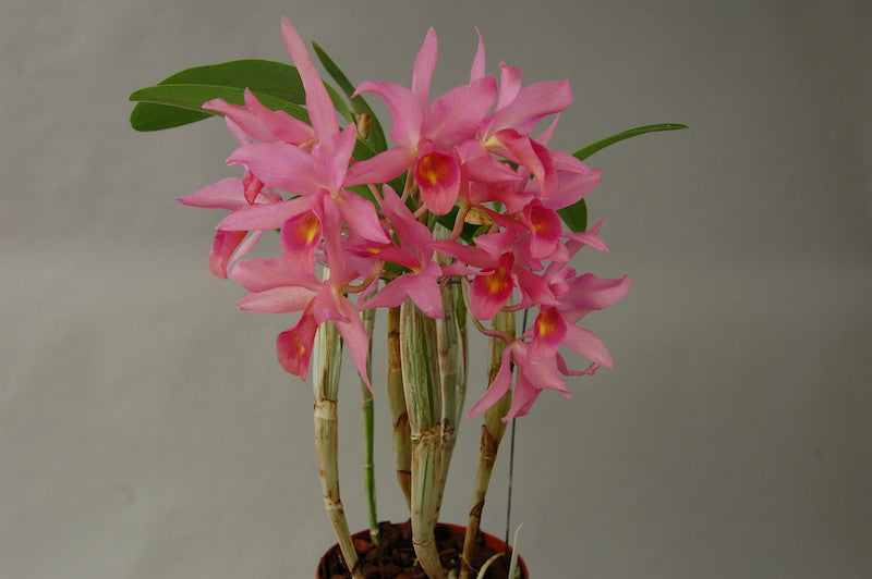 Cattleya Herbert Oesterreich (C. aurantiaca x C. x guatemalensis)