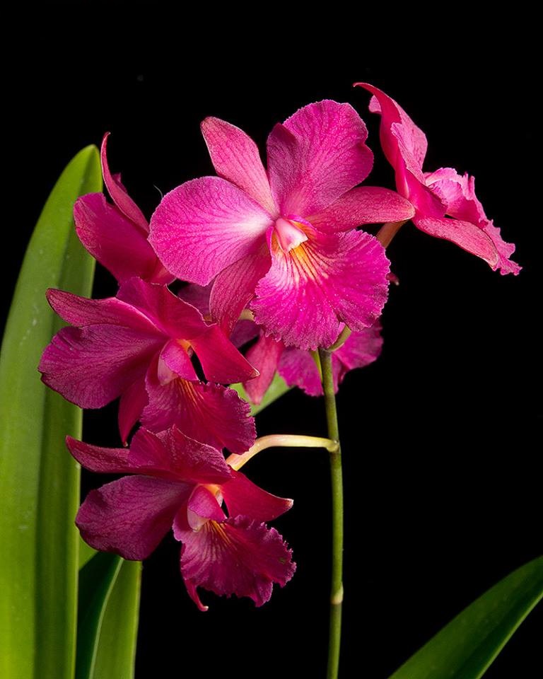 Cattleytonia Jamaica Red