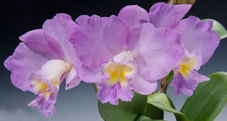 Cattlianthe Doris and Byron 'Christmas Rose'