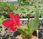 Load image into Gallery viewer, Cattlianthe Little Hazel (Cattlianthe Hazel Boyd × Cattleya Psyche)

