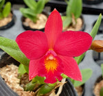 Load image into Gallery viewer, Cattlianthe Little Hazel (Cattlianthe Hazel Boyd × Cattleya Psyche)
