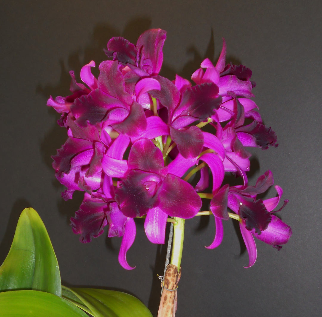Cattlianthe Tristar Bouquet 'Purple'