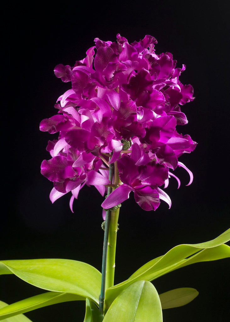 Cattlianthe Tristar Bouquet 'Purple'
