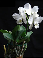 Cattlianthe White Bridal
