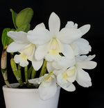 Carica l&#39;immagine nel visualizzatore Galleria, Cattlianthe White Bridal &#39;Yuki&#39; (C. Angelwalker x Ctt. Candy Tuft)
