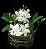 Carica l&#39;immagine nel visualizzatore Galleria, Cattlianthe White Bridal &#39;Yuki&#39; (C. Angelwalker x Ctt. Candy Tuft)
