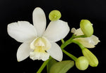 Carica l&#39;immagine nel visualizzatore Galleria, Cattlianthe White Bridal &#39;Yuki&#39; (C. Angelwalker x Ctt. Candy Tuft)
