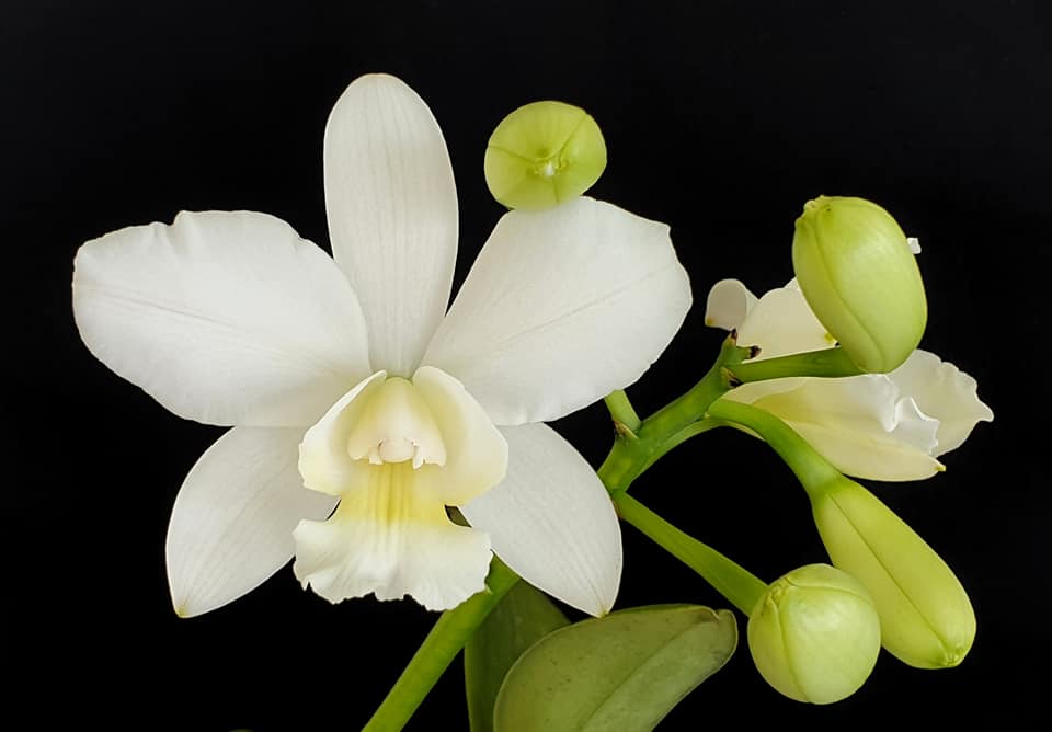 Cattlianthe White Bridal 'Yuki' (C. Angelwalker x Ctt. Candy Tuft)