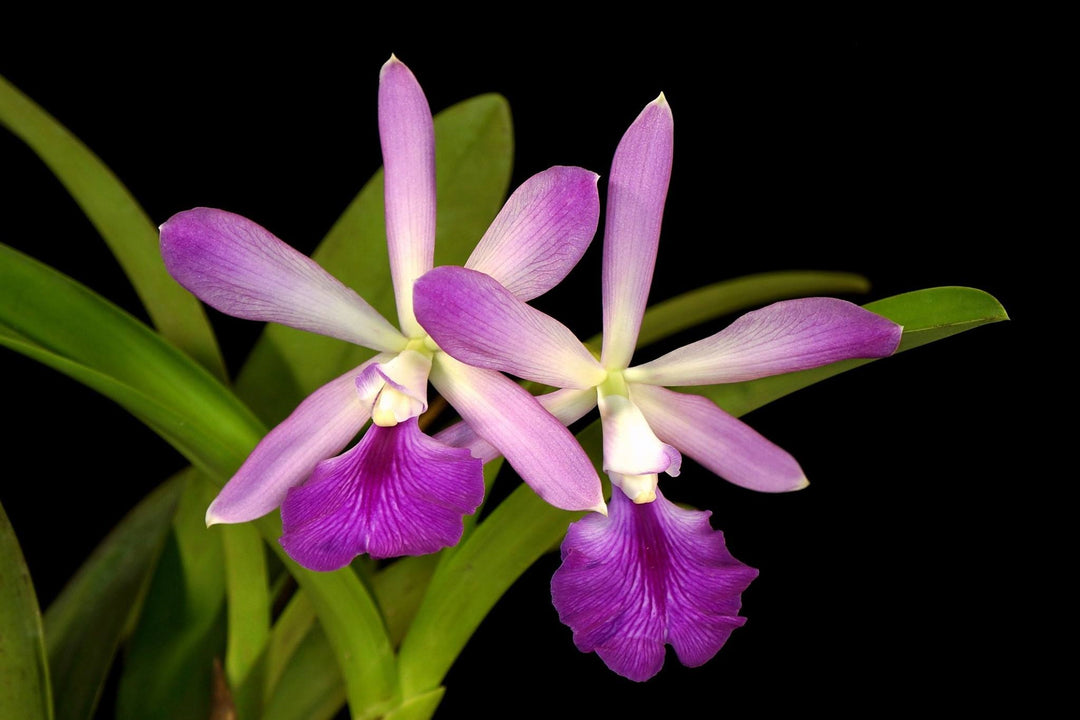 Catyclia Atrowalker (C. walkeriana x Enc. cordigera)