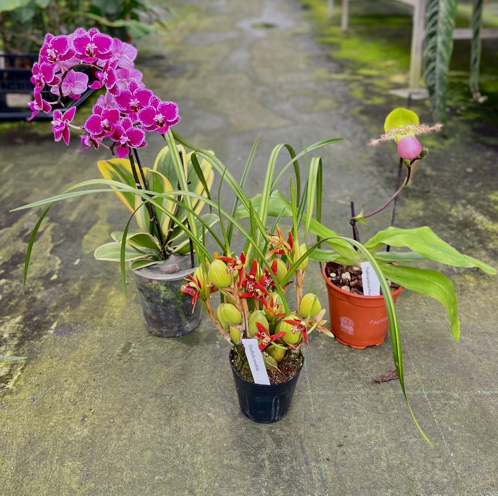 OFFERTA ORCHIDEE STRANGER THINGS