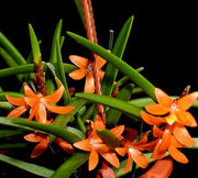 Ceratostylis rubra (retisquama)