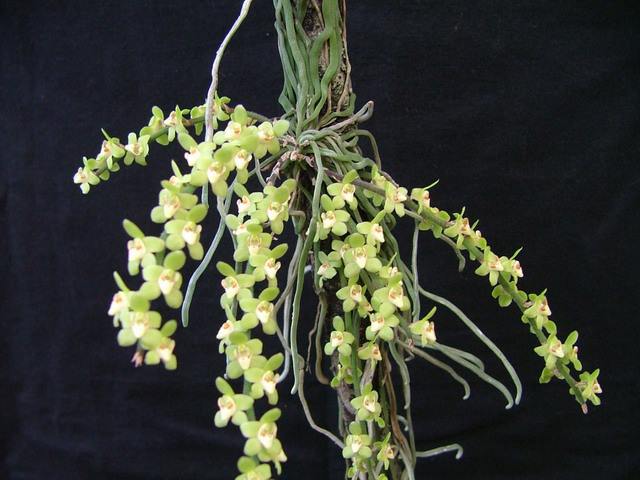 Chiloschista segawae