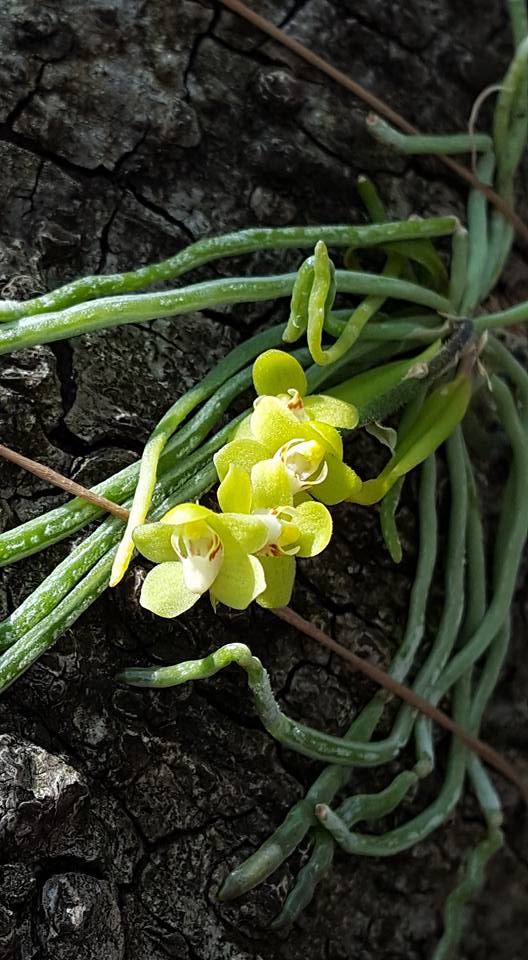 Chiloschista segawae