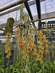 Chiloschista lunifera x parishii