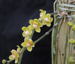 Carica l&#39;immagine nel visualizzatore Galleria, Chiloschista parishii
