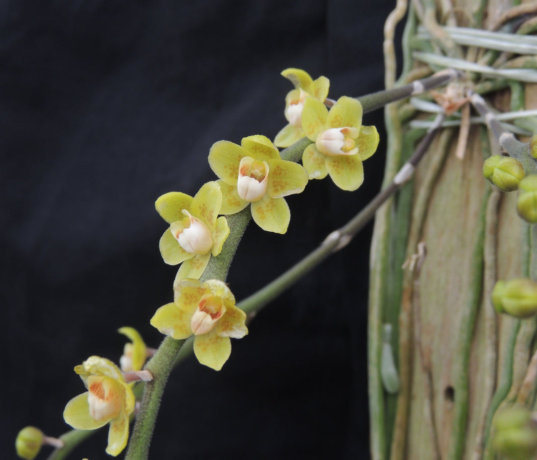 Chiloschista parishii