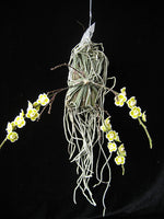 Load image into Gallery viewer, Chiloschista viridiflava
