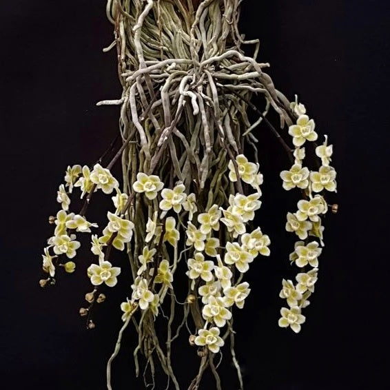 Chiloschista viridiflava 'white border'