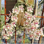 Load image into Gallery viewer, Chiloschista parishii 'Sakura'