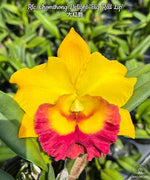 Load image into Gallery viewer, Cattleya Chomthong Delight
