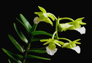 Christensonia vietnamica