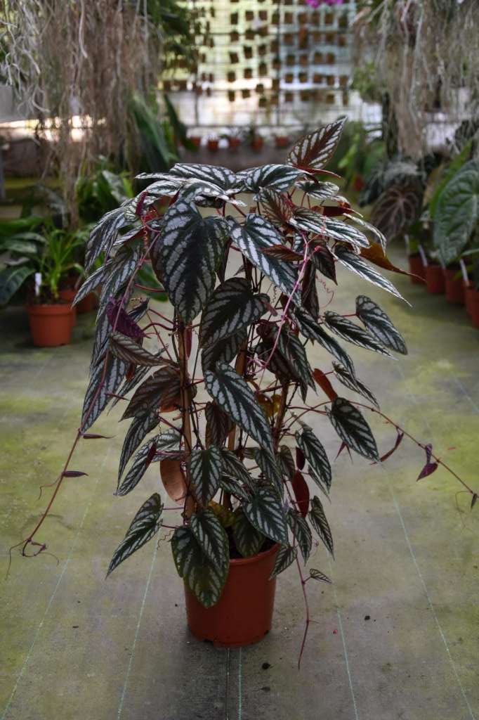Cissus discolor