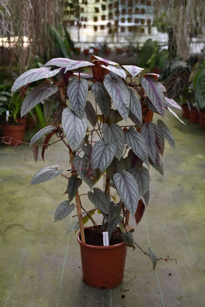 Cissus discolor 'Violet Vine'