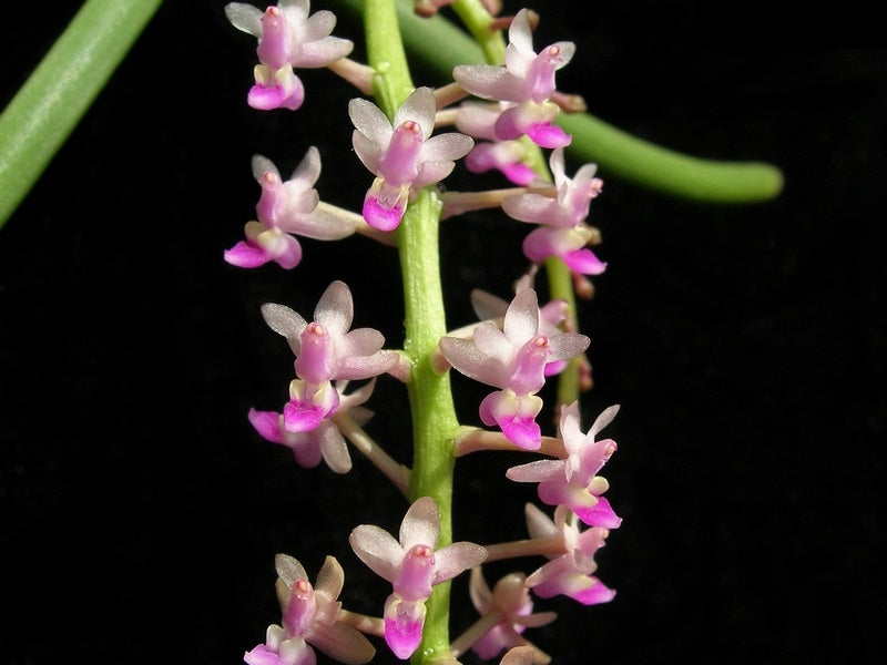 Cleisostoma arietinum