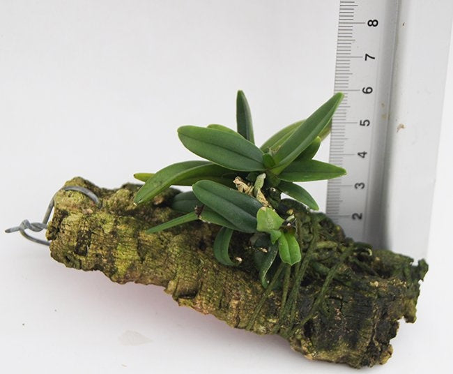 Cleisostoma crochetii