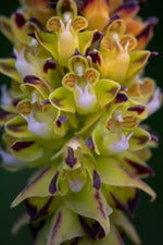 Load image into Gallery viewer, Cleisostoma lanatum
