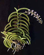 Carica l&#39;immagine nel visualizzatore Galleria, Cleisostoma arietinum
