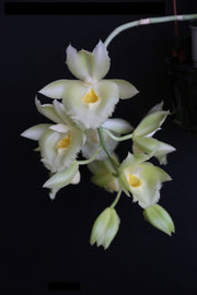 Clowesetum Jumbo Glory 'Jumbo Golden Elf' (Cl. Rebecca Northen × Ctsm. Bound for Glory)