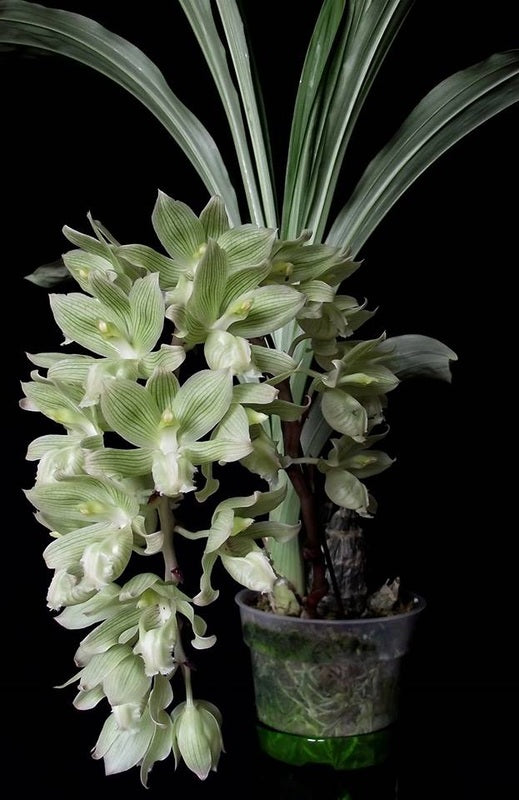 Clowesia russeliana